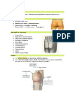 Anatomía: Región Glútea