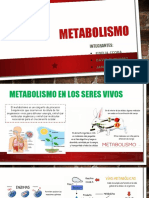 Exposicion Metabolismo