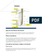 Plexos Nerviosos