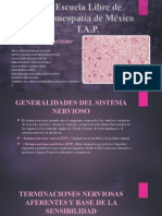 Sistema Nervioso Exposicion Histologia.