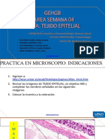 Practica 04 - Tejido Epitelial