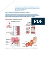 Sistema Respiratorio y Sus Tejidos