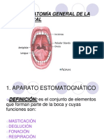 Anatomía Cavidad Bucal .Poz