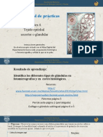 Practica 6. Tejido Epitelial Glandular