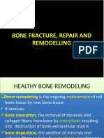 Bone Fracture & Remodelling