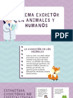 Sistema Excretor en Animales y Humanos