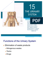 Chapter 15 Urinary System