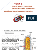 Tema 4 (Célula Procariota)