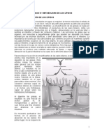 Metabolismo de Los Lípidos