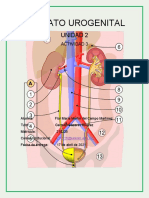 Aparato Urogenital