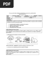 PDF Documento