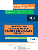 S13 - PPT - Teoría Organización General de Los Tejidos Del Aparato Urinario