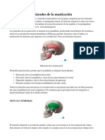 Investigacion Sobre Los Musculos Masticatorios