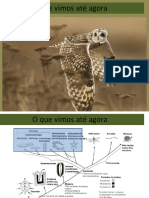 Origem Dos Gnathostomata e Chondrichyes