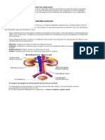 Sistema Excretor 