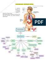 Comparto '5 Síntesis Endocrino' Con Usted