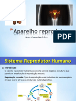 Sistema Reprodutor