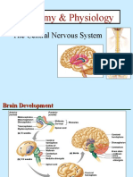 Cortex and Subcortex