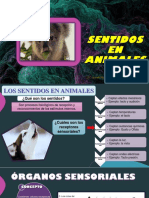 Sentidos en Animales 2022