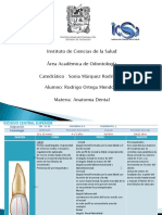 Tablas de Anatomia Dental 2da Denticion