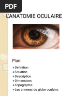 L'anatomie Oculaire