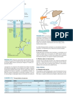 PANCREAS