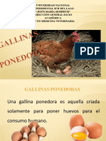 Gallinas Ponedoras