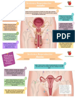 Apuntes Sistema Reproductor