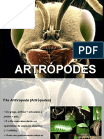 Aula de Artropodes