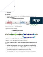 Transcription and Translation