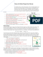 Photosynthesis and Respirations Answers 1u3rqbo