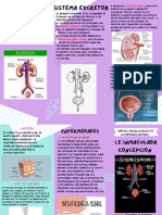 Triptico Sistema Excretor