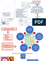 Funciones de Las Neuronas y Glias