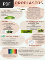 Infografia Cloroplastos