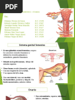 Sistema Genital Femenino - Ovario