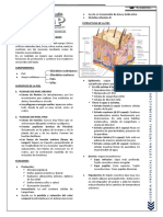 Semana 3 - Sistema Tegumentario