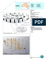 Doliolum Nationalis Updated