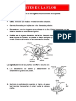 Partes de La Flor para Tercero de Primaria