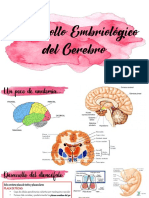 9.1. Desarrollo Embriológico Del Cerebro