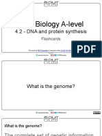 4.2 Dna and Protein Synthesis Flashcards