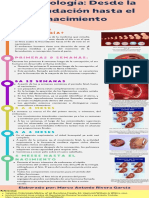 Infografía Desde La Fecundación Hasta El Nacimiento