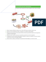 Producción de Insulina Transgénica