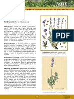 Lavanda: Lavandula Angustifolia