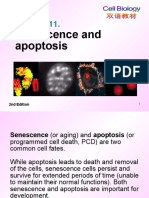 Senesence and Apoptosis