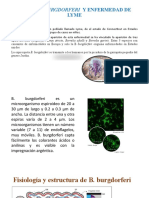 Borrelia Burgdorferi y Enfermedad de Lyme