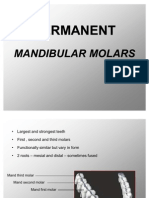 Permanent Mandibular Molars