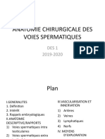 Anatomie Chirurgicale Des Voies Spermatiques