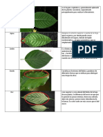 Hoja Botanica Teoria Punto Parcial