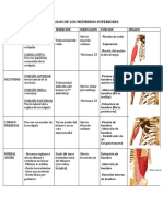 Guía Resumen Músculo MMSS