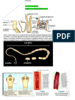 Prova Pratica de Parasitologia